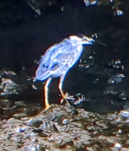 Little Heron