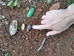 Hymenaea martiana