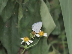 Celastrina lavendularis himilcon