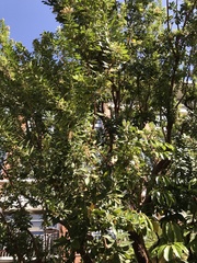 Arbutus × andrachnoides