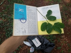 Hymenaea martiana