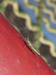 Mecistoscelis scirtetoides