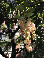 Arbutus × andrachnoides