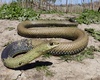 Western Montpellier Snake - Photo (c) Robinp24, some rights reserved (CC BY-NC), uploaded by Robinp24