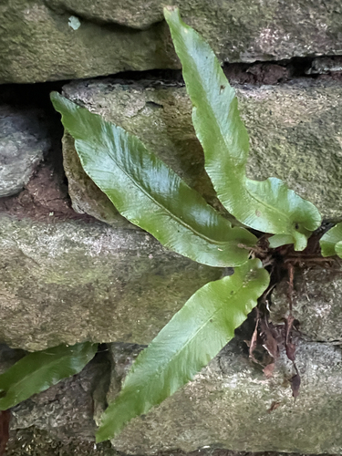 Hart's-tongue fern