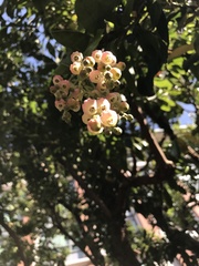 Arbutus × andrachnoides