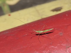 Mecistoscelis scirtetoides