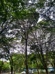 Hymenaea martiana