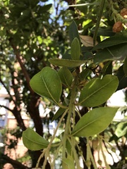 Arbutus × andrachnoides