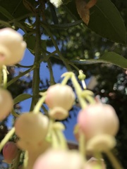 Arbutus × andrachnoides