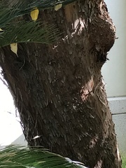 Arbutus × andrachnoides