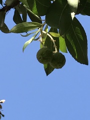 Arbutus × andrachnoides
