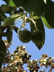 Arbutus × andrachnoides