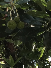 Arbutus × andrachnoides