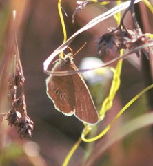Neonympha areolatus