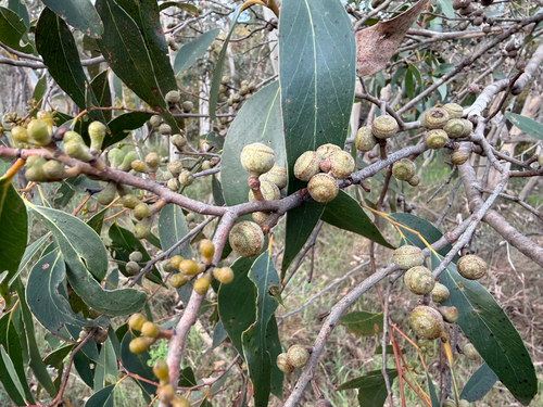 Eucalyptus baxteri, 2026-09-28