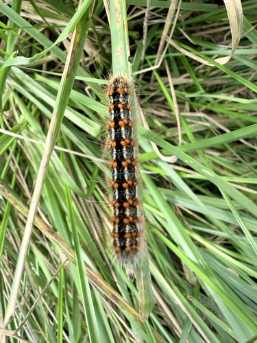 Marsh Dagger