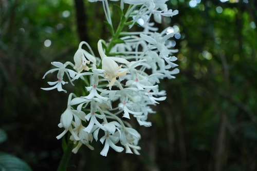 Calanthe triplicata observed 2026-09-27