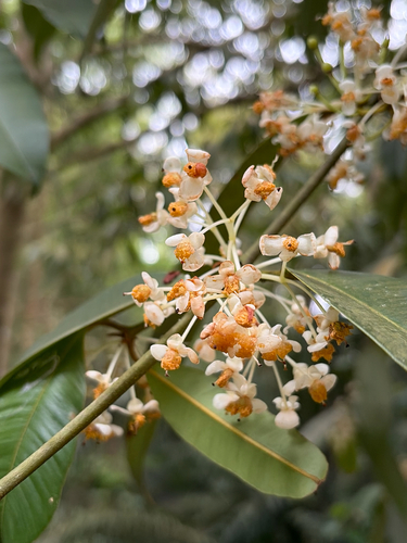 Calophyllum soulattri observed 2026-09-28