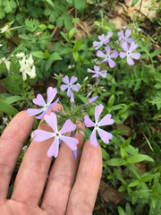Phlox divaricata divaricata