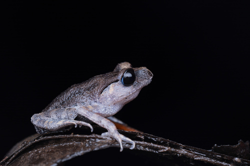Leptobrachium nigrops observed 2026-09-26