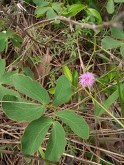 Mimosa sensitiva