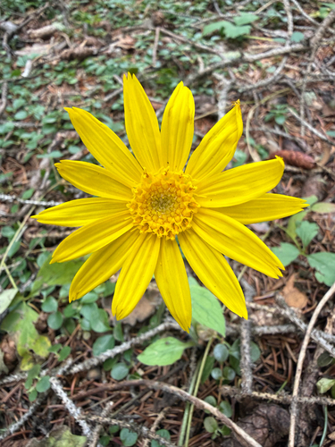 Arnica cordifolia observed 2026-09-25