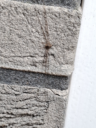 Fork-palped Harvestman