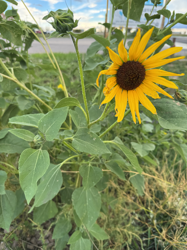 Common Sunflower