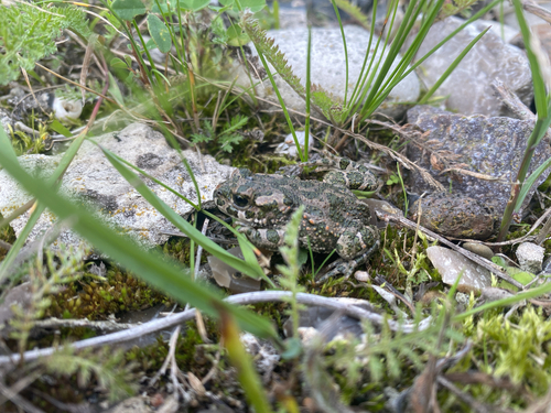 Green Toad