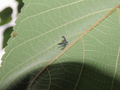 Mileewa