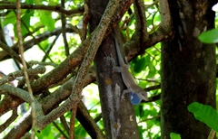 Anolis conspersus