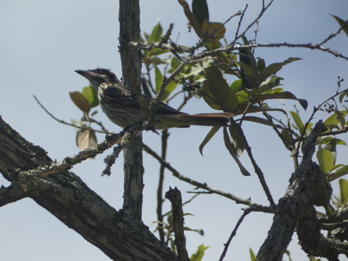 Streaked Flycatcher