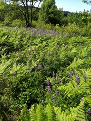 Lupinus rivularis
