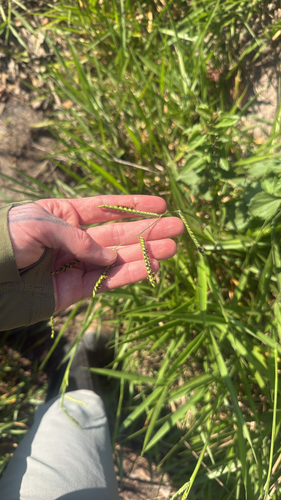 Urochloa eminii observed 2026-09-28