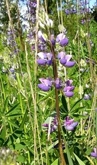Lupinus rivularis