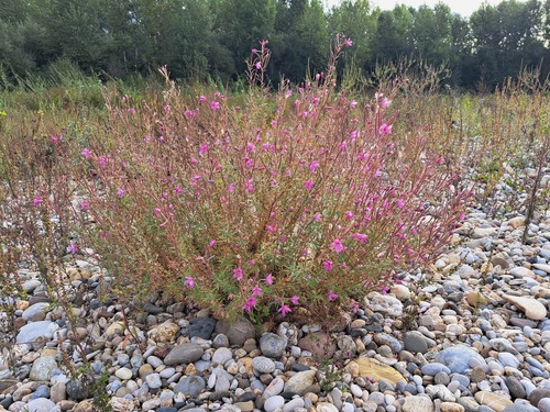 Rosemary-leaved Willowherb