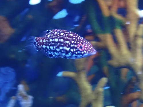 Bodianus diana observed 2026-09-24