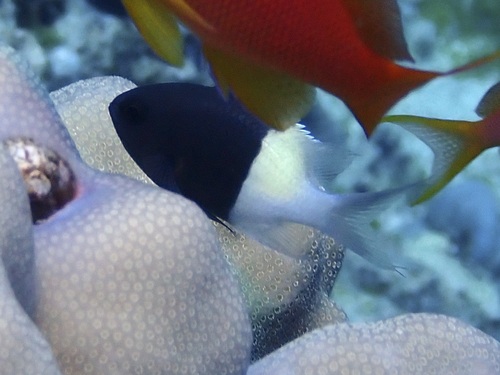 Chromis dimidiata observed 2026-09-24
