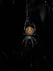 Araneus granadensis