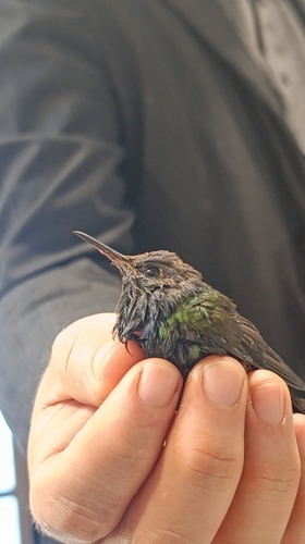 Swallow-tailed Hummingbird