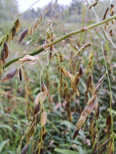 rice cutgrass