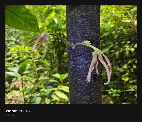 Polyalthia cauliflora observed 2026-09-28