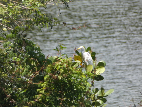 Western Cattle-Egret