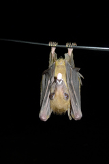 Rousettus aegyptiacus