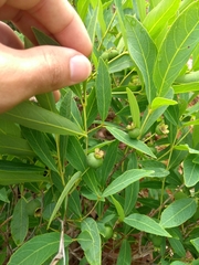 Campomanesia adamantium