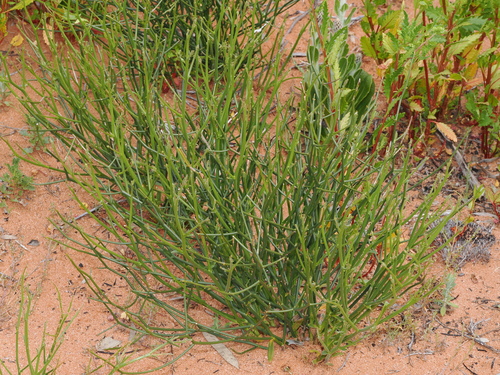 Scaevola depauperata, 2026-09-21