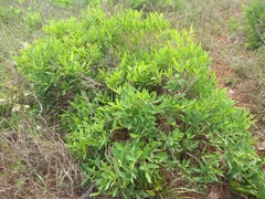 Campomanesia adamantium