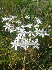 Ornithogalum umbellatum