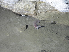 Gyrinophilus porphyriticus